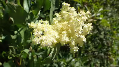 Sambucus cerulea im Garten pflanzen