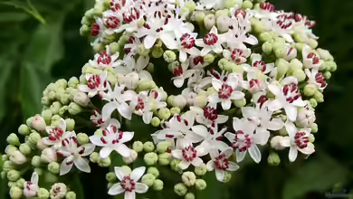 Sambucus ebulus im Garten pflanzen
