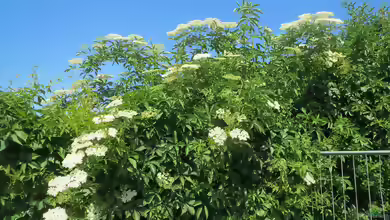 Sambucus nigra am Gartenteich pflanzen