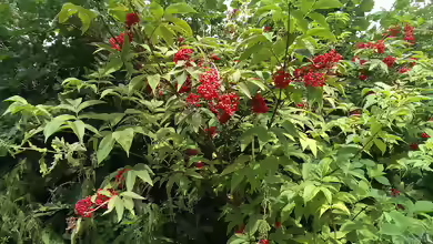 Sambucus racemosa im Garten pflanzen