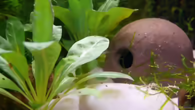 Samolus valerandi im Aquarium