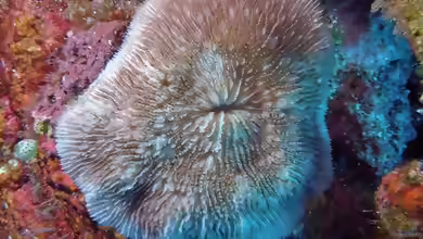 Sandalolitha boucheti im Aquarium halten