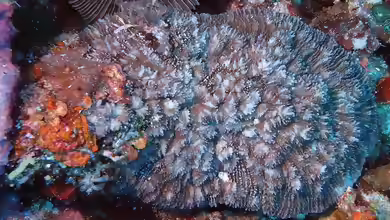 Sandalolitha dentata im Aquarium halten