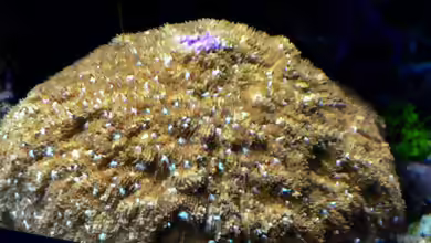 Sandalolitha robusta im Aquarium halten
