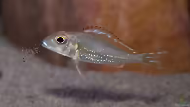 Sandcichliden aus dem Tanganjikasee: faszinierende Spezialisten für naturnahe Aquarien