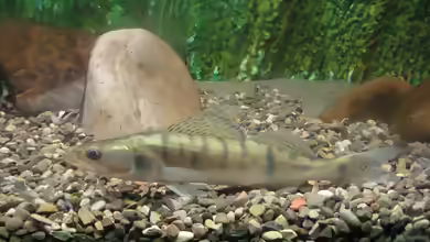 Sander lucioperca im Gartenteich halten
