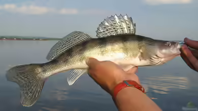 Sander volgensis: Der Wolgazander wird als invasive Art zum Problem