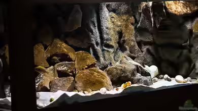 SandStorm - Tanga "Cave" von AjakAndi