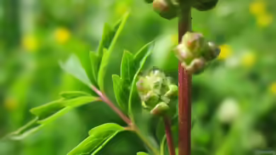 Sanguisorba minor am Gartenteich