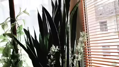 Sansevieria / Bogenhanf, Schwiegermutterzunge