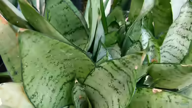 Sansevieria im Terrarium