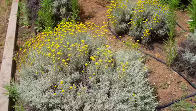 Santolina chamaecyparissus im Garten pflanzen