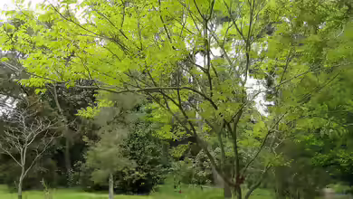 Sapindus mukorossi im Garten pflanzen