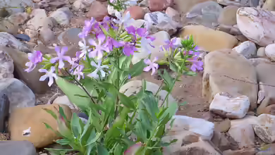 Saponaria officinalis im Garten pflanzen