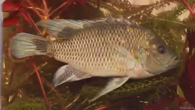 Sargochromis carlottae im Aquarium halten
