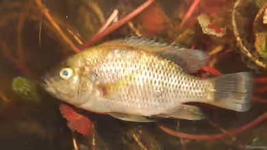 Sargochromis codringtonii im Aquarium halten