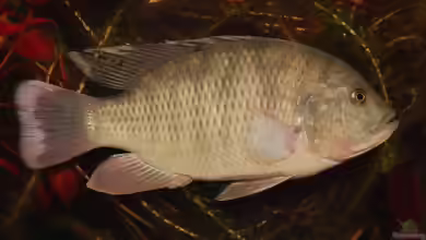 Sargochromis giardi im Aquarium halten