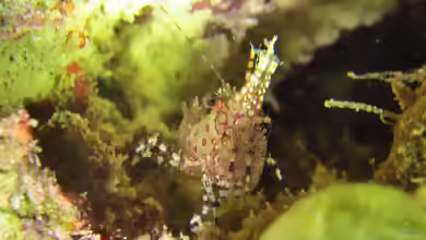 Saron inermis im Aquarium halten