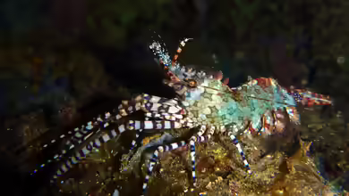 Saron marmoratus im Aquarium halten