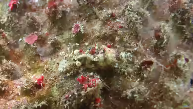 Saron neglectus im Aquarium halten