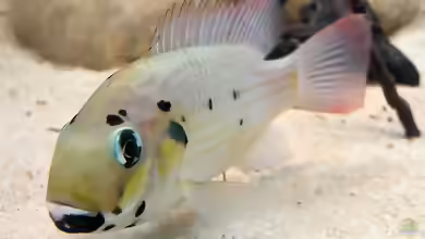 Sarotherodon: Maulbrütende Buntbarsche mit besonderer Rolle in Aquaristik und Natur