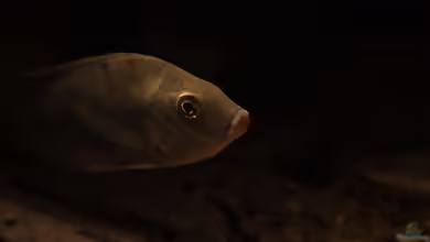 Sarotherodon galilaeus im Aquarium halten