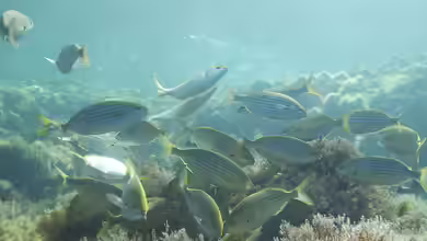 Sarpa salpa im Aquarium halten