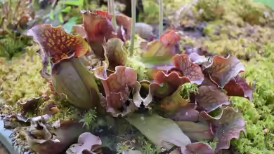 Sarracenia purpurea im Garten pflegen