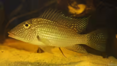 Satanoperca leucosticta im Aquarium halten