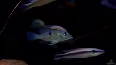 Satanoperca lilith im Aquarium halten