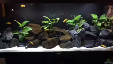 Saulosi Reef von Karl-Heinz Radtke