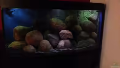 saulosi world von Torge Arp