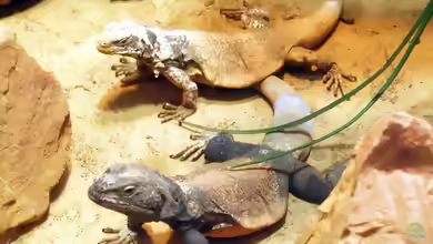 Sauromalus obesus im Terrarium halten