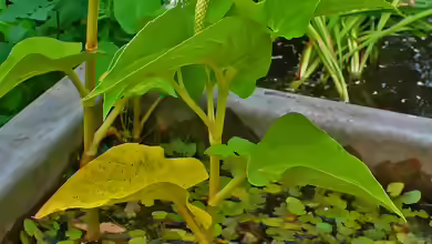 Saururus cernuus im Gartenteich pflegen