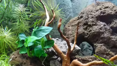 Savannenholz als Deko im Aquarium