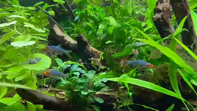 Sawbwa resplendens im Aquarium halten