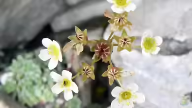 Saxifraga paniculata im Garten pflanzen