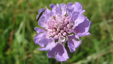 Scabiosa columbaria im Garten pflanzen