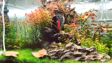 Scapers Tank 55 von alper_aquascape