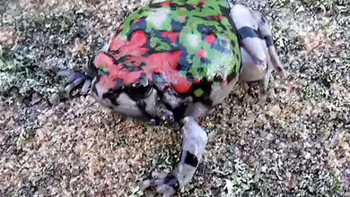 Scaphiophryne gottlebei im Terrarium halten