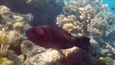 Scarus altipinnis im Aquarium halten