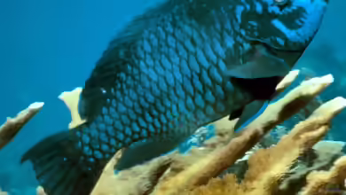Scarus coelestinus im Aquarium halten