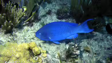 Scarus coeruleus im Aquarium halten