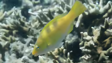 Scarus dimidiatus im Aquarium halten