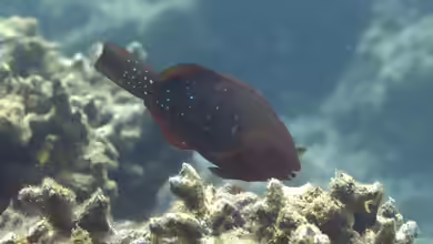 Scarus falcipinnis im Aquarium halten