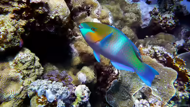 Scarus ferrugineus im Aquarium halten
