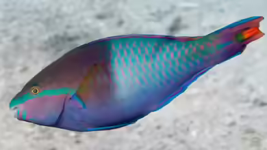 Scarus flavipectoralis im Aquarium halten