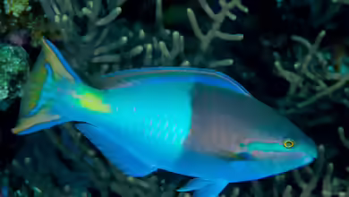 Scarus forsteni im Aquarium halten