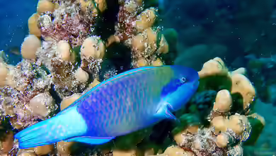 Scarus frenatus im Aquarium halten