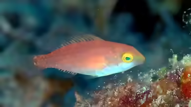 Scarus fuscocaudalis im Aquarium halten